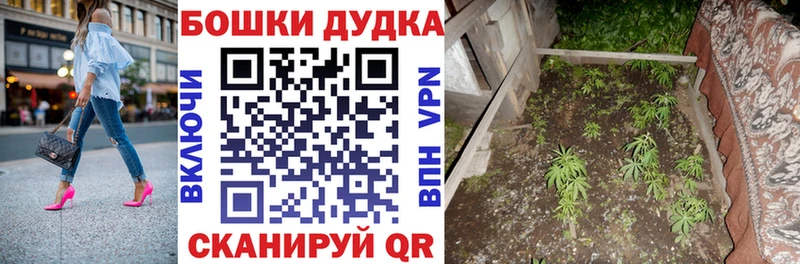 Канабис сатива  Гаврилов Посад 